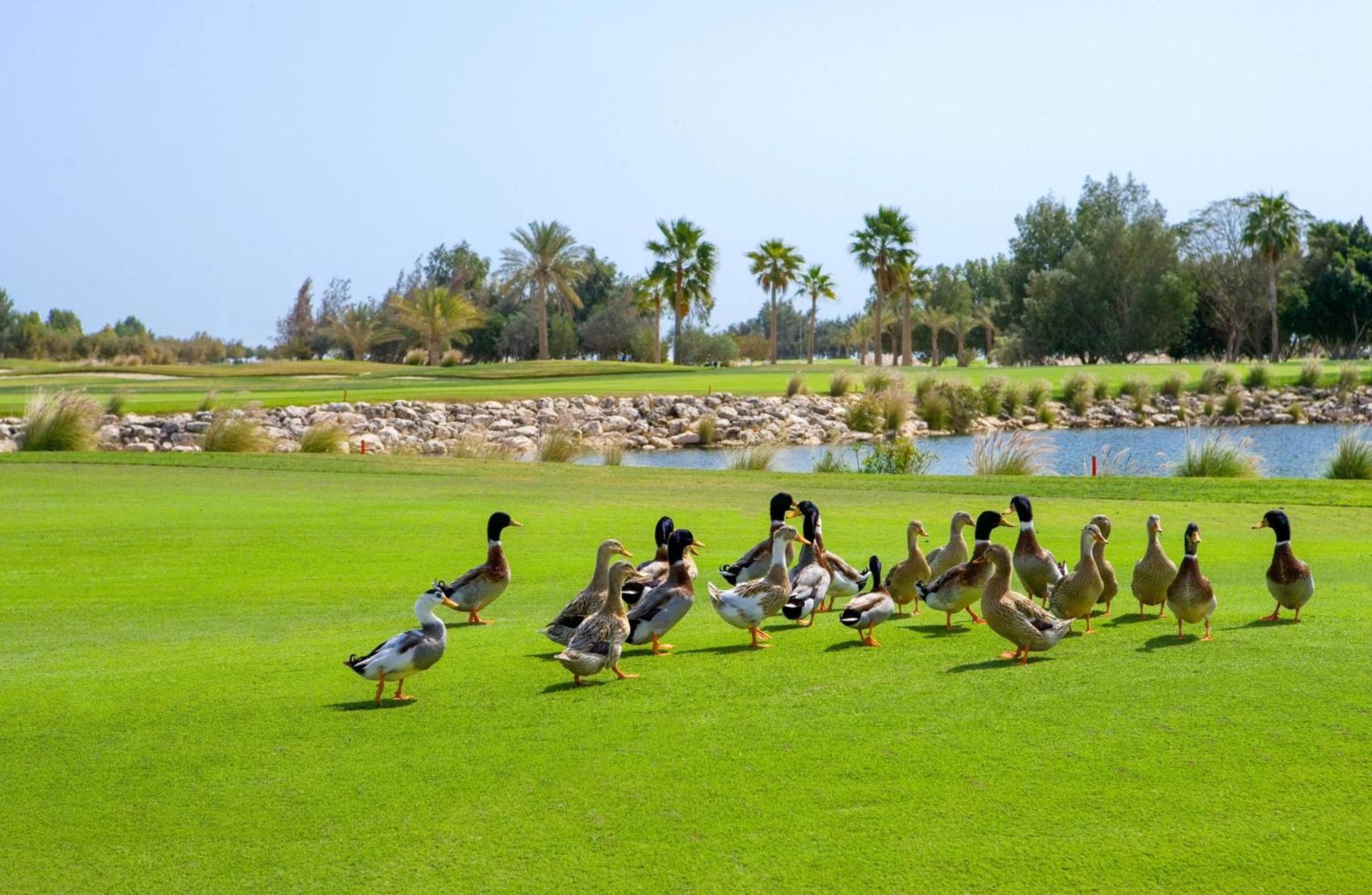 Velero Hotel Doha Lusail Exterior foto Ducks at the golf course